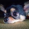Фото профиля 蛍🎵🐕🐈