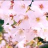 Фото профиля Sakura2🌸