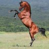 الحوت الازرق profil fotoğrafı