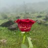 Фото профиля 🇵🇸🇴🇲🌤️شمس_🌸_مسقط ⛅🇵🇸🇴🇲