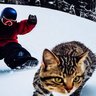じーえす。減量忍足 的头像