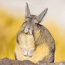 A wild viscacha profil fotoğrafı