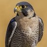 Profilbild von HALCรN PEREGRINO