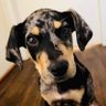 Profilbild von Rocket The Catahoula