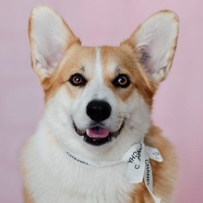 Tweets of Dogs's profile picture