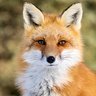 Mézigue's profile picture
