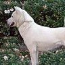 doggo profil fotoğrafı