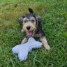 Profilbild von Arvo_the_Lakeland
