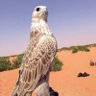 مالك بن الريْب 的头像