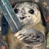 Selkie 的头像