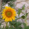 Günebakan 🌻 profil fotoğrafı