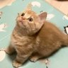 ホビット🧶⑅⃛ profil fotoğrafı