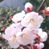 r-apricot 🇯🇵 🗣 #FreeSpeech's profile picture