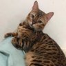 Profilbild von 币圈 小幸运ฅ^ ◡ ⩊ ◡ ^ฅ