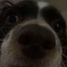 Denbrokid3.0's profile picture