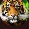 TIGER 的头像