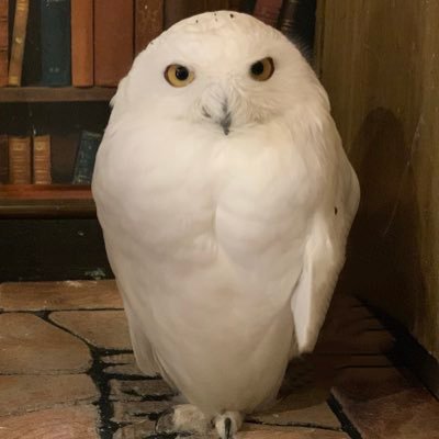 toricaferoppong's profile picture