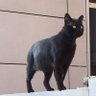 черный кот profil fotoğrafı