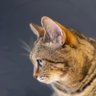 勝者ザコのピアス🍀🐈🀄️ 的头像