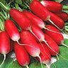 WhiteTipScarlet profil fotoğrafı