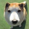 Profilbild von 逡巡する犬