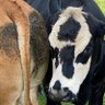 Moo's profile picture