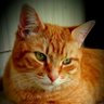 Profilbild von WilstheCat&theSquirrelyHooligans