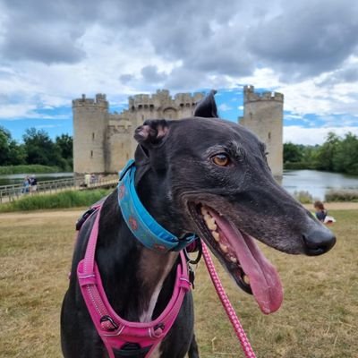 💜PearlyWhirlyGreyhound💜's profile picture