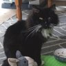 Фото профиля Pedro The Cat 😎