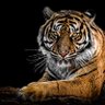 Hamza ⵣ profil fotoğrafı