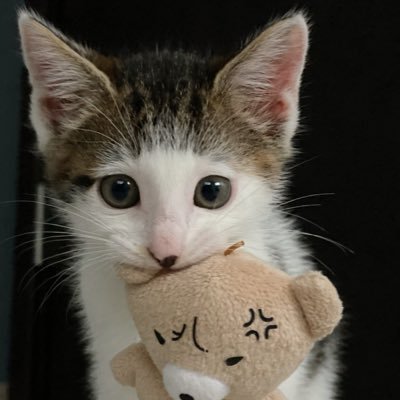 パッツン前髪のセロイと弟プランス's profile picture