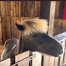 ファルコン's profile picture