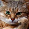 TxipsterClaws profil fotoğrafı
