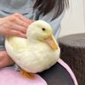 maru's profile picture