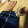 Profilbild von 甘口カレー