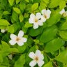 Фото профиля floraqueen08