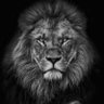 ورده's profile picture