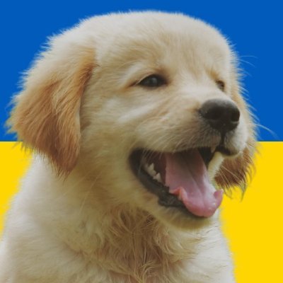 KorolukM's profile picture