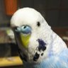 Tac Ohshima 🕊️🐰's profile picture