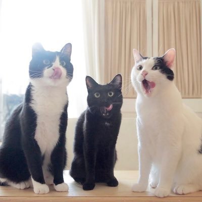 ドッピオさん達の飼い主's profile picture