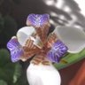 Profilbild von Pelchita