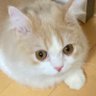 Profilbild von puru