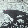 Raven 的头像