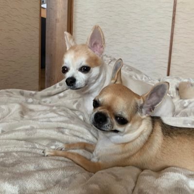 チワワだぞ！'s profile picture