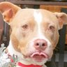 Profilbild von Karen The Pitbull