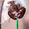 Cabron James 的头像