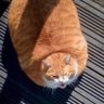 蹉跎了岁月🤬 profil fotoğrafı