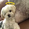 CL profil fotoğrafı