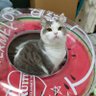 リノア's profile picture