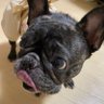 ぶーぶー海賊団 profil fotoğrafı